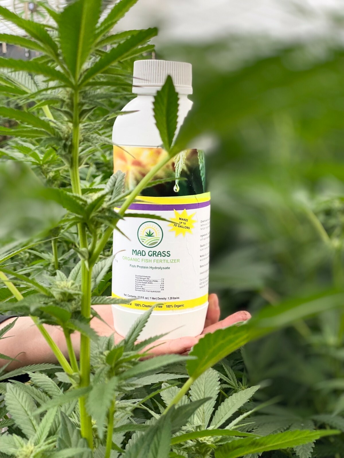 Organic Fish Fertilizer – For Hemp: That is Less Than $.56 Per Gallon !