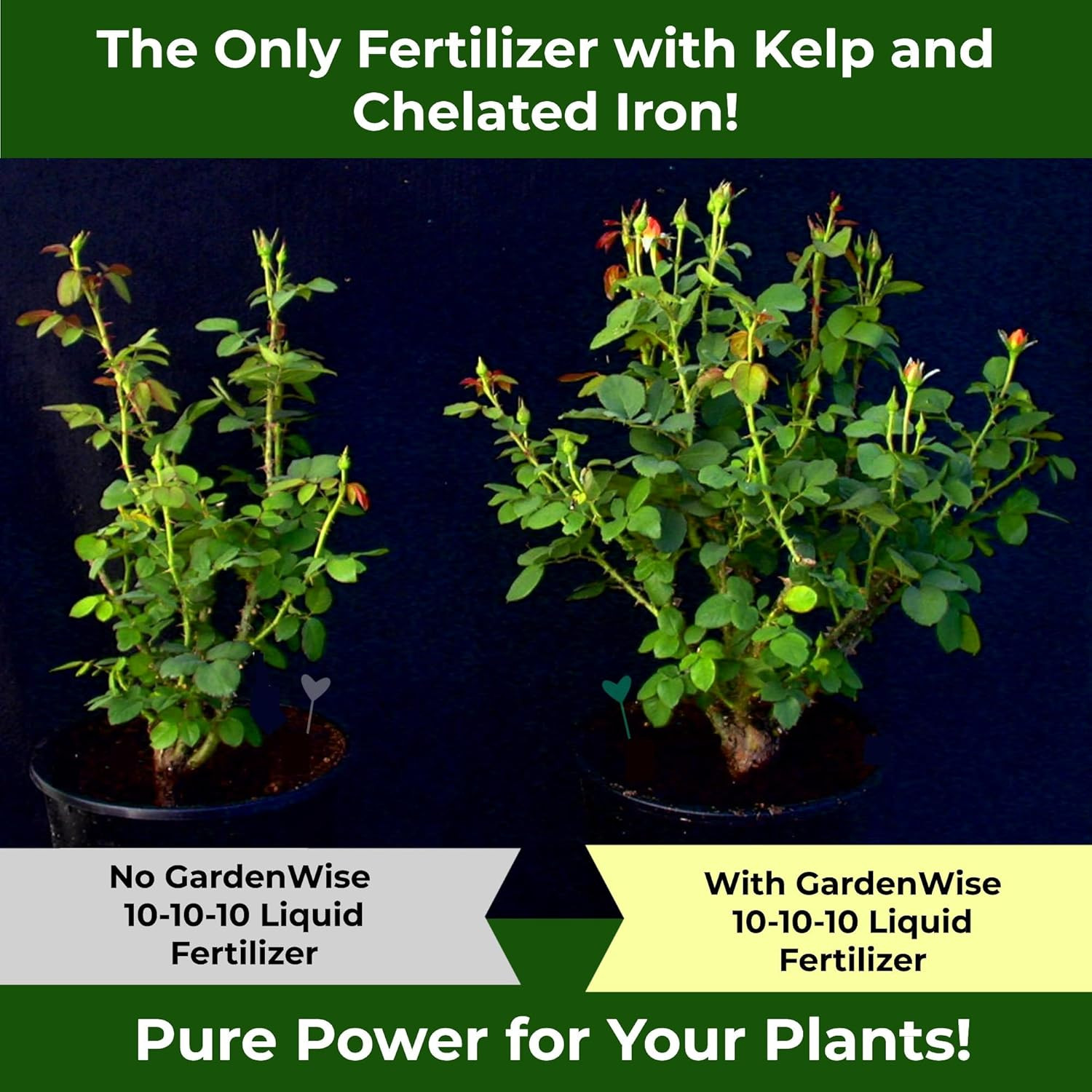 10-10-10 All Purpose Plant Food – Liquid Fertilizer with Seaweed Kelp & Iron – I