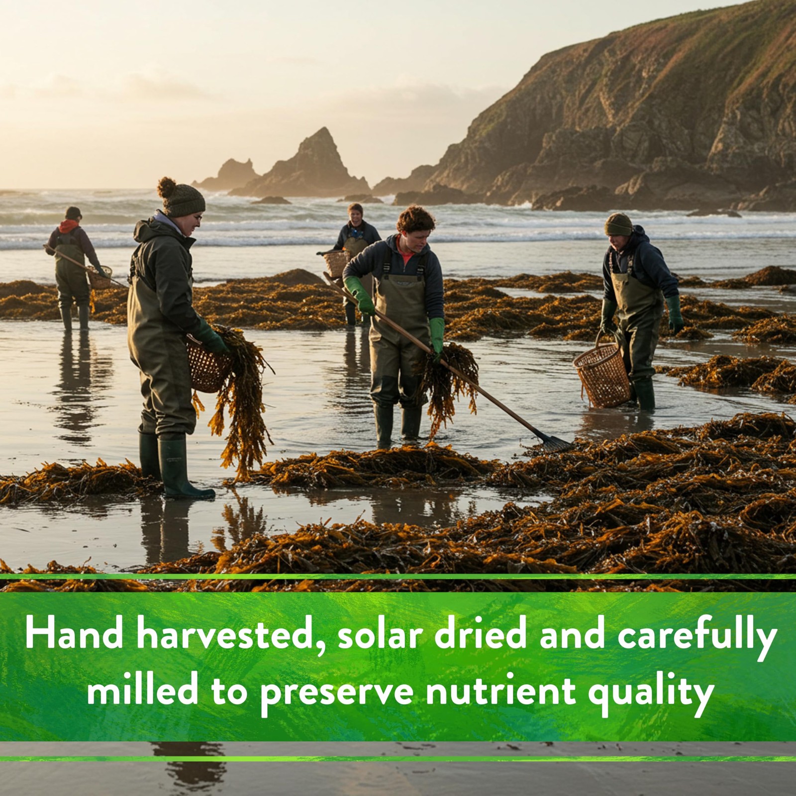 Organic Kelp Meal – Plant Food with Seaweed (Ascophyllum nodosum), Potassium …