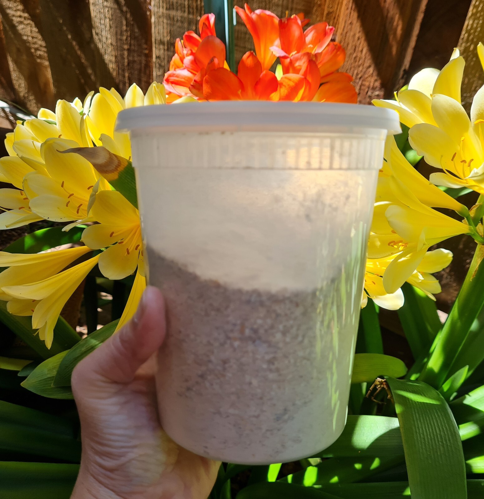 Fine Crushed Egg Shells 2 pounds lbs for Plants Calcium Fertilizer – Easy to use