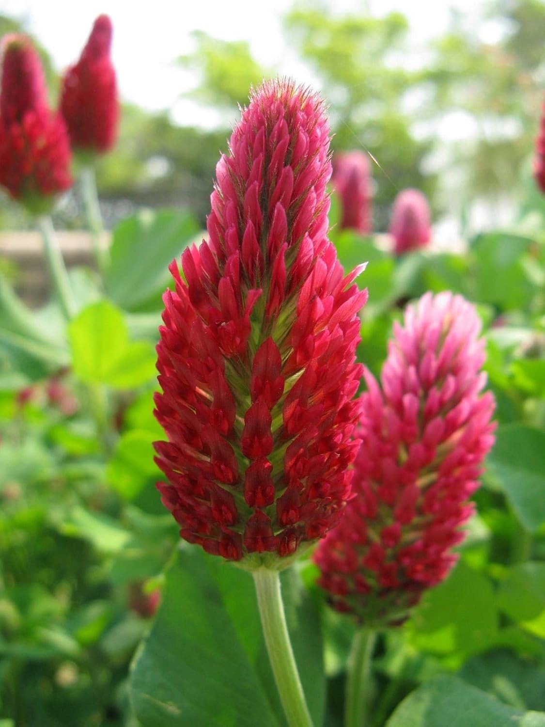 Tri-Clover by – Three Part Blend of Clovers Providing Beauty, Cover, and Natu…