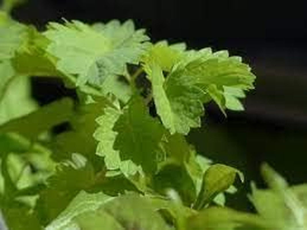 “Salad Burnet” Herb Seeds – Alternative Salad Green and Easy-To-Grow Herb – Harv