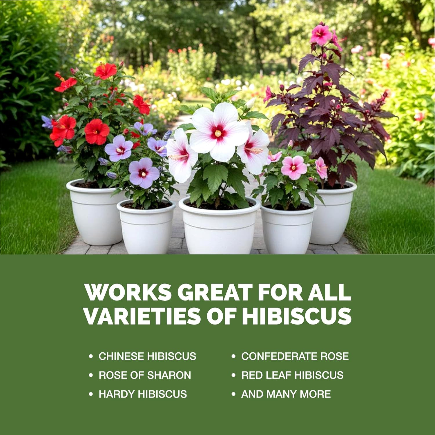 Hibiscus Fertilizer – Liquid Plant Food for More Blooms, Vibrant Color & Healthy