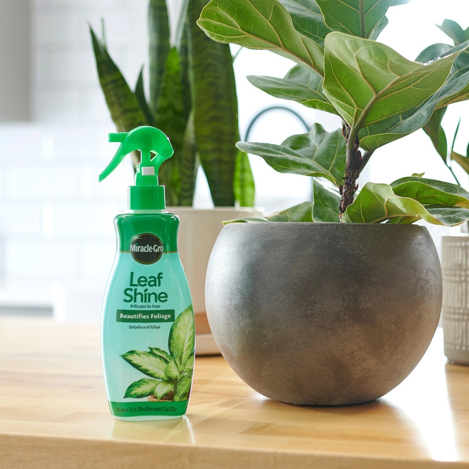Miracle Gro 8 fl oz Leaf Shine