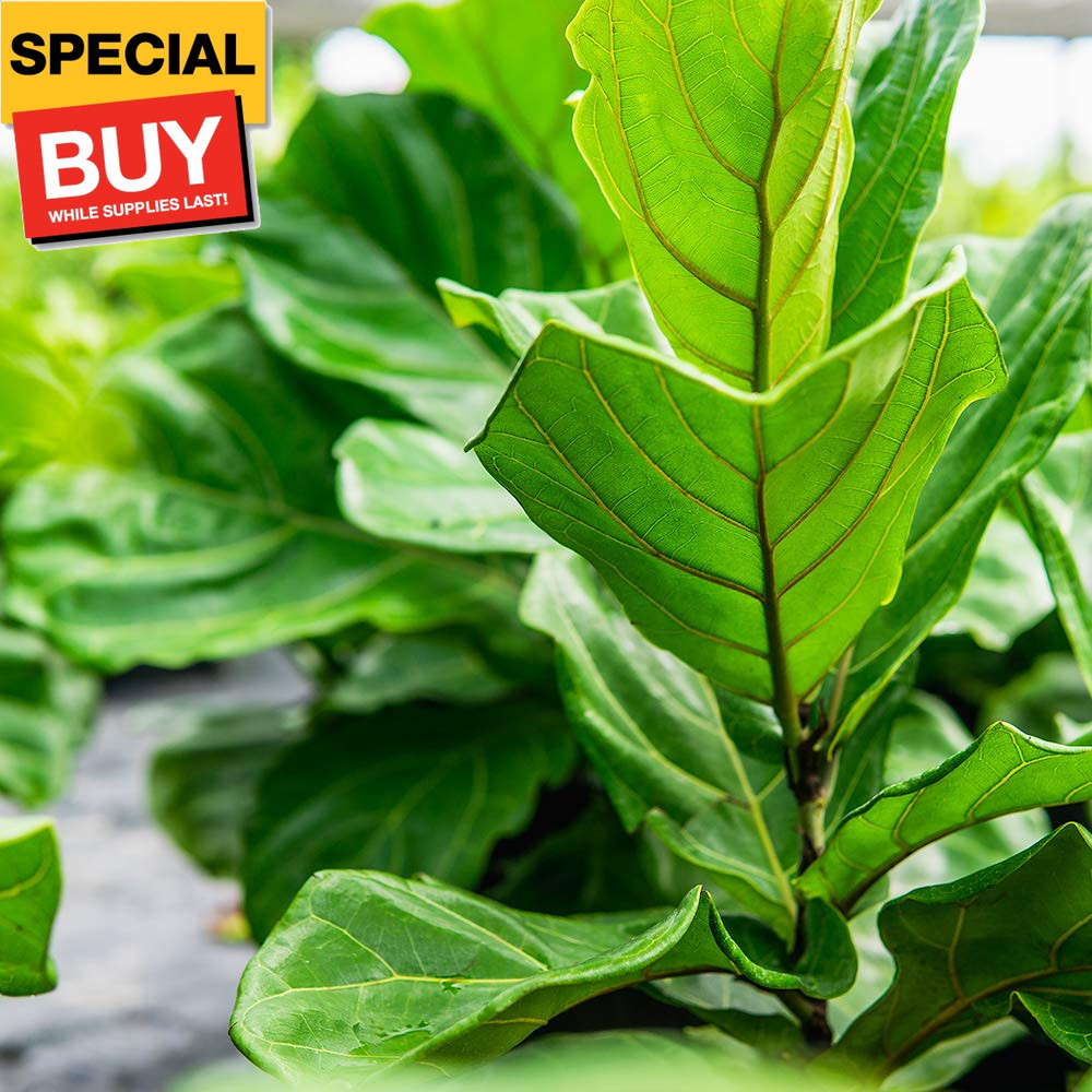 Liquid Fiddle Leaf Fig Fertilizer | 8oz. of Premium Concentrated Indoor Ficus Fo