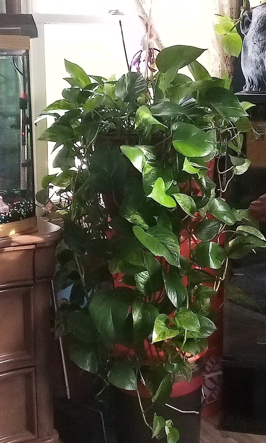 PLANT HEALTH, THRIVE, & FLOURISHING POWDER BOOST