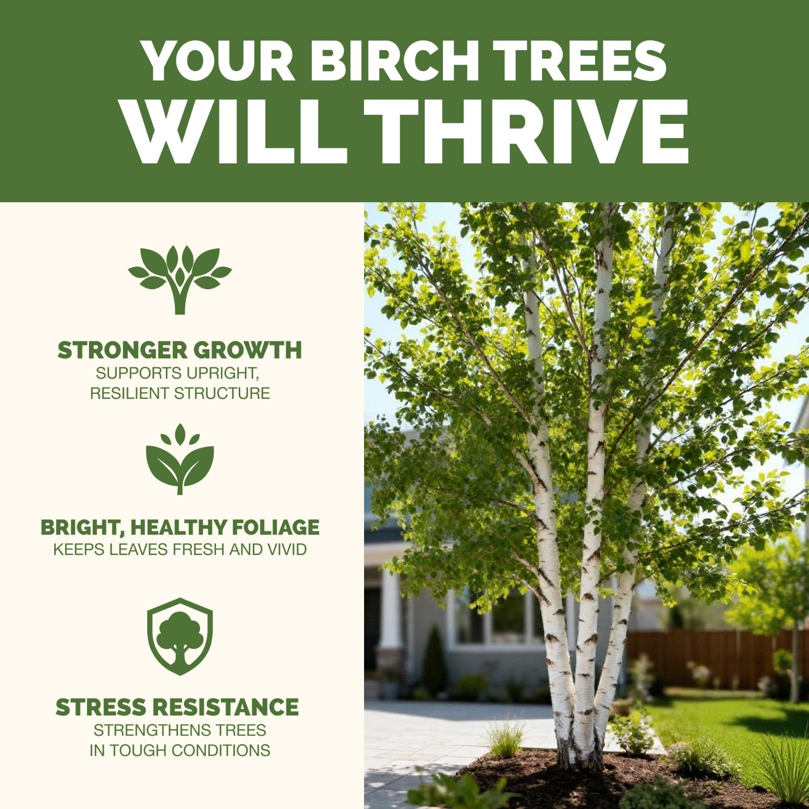 Liquid Fertilizer for Birch Trees – Plant Food for Healthy Leaves & Strong Roots