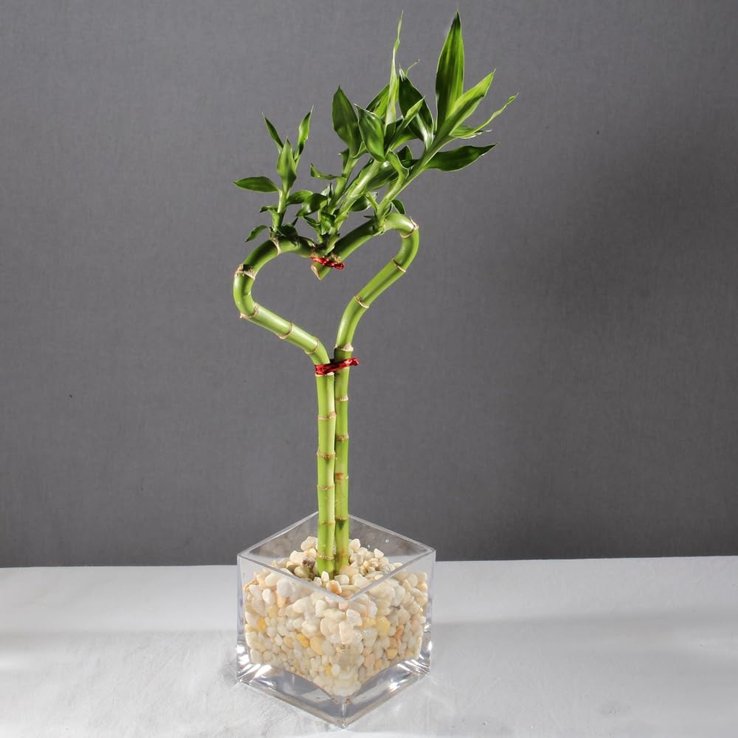 Brussel’s Bonsai – Live Lucky Bamboo Plant, Heart Shaped Indoor Bamboo with R…