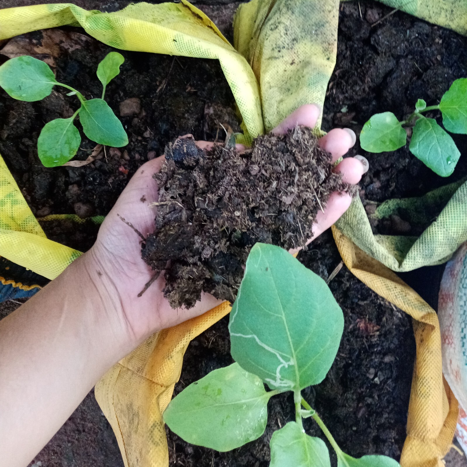 Natural Cow Dung Organic Fertilizer Cow Manure Compost Plant Growth Fertilizer