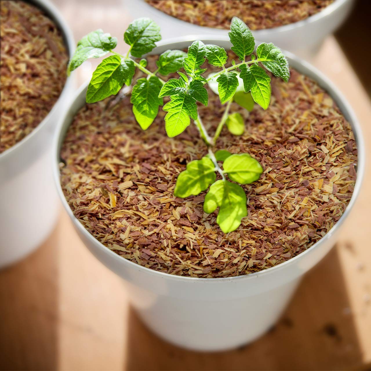 100% Natural Cedar Chips | Mulch | Great for Outdoors 4 Quarts,