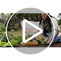 Back to the Roots Organic Worm Castings Fertilizer Soil Enhancer 5lb