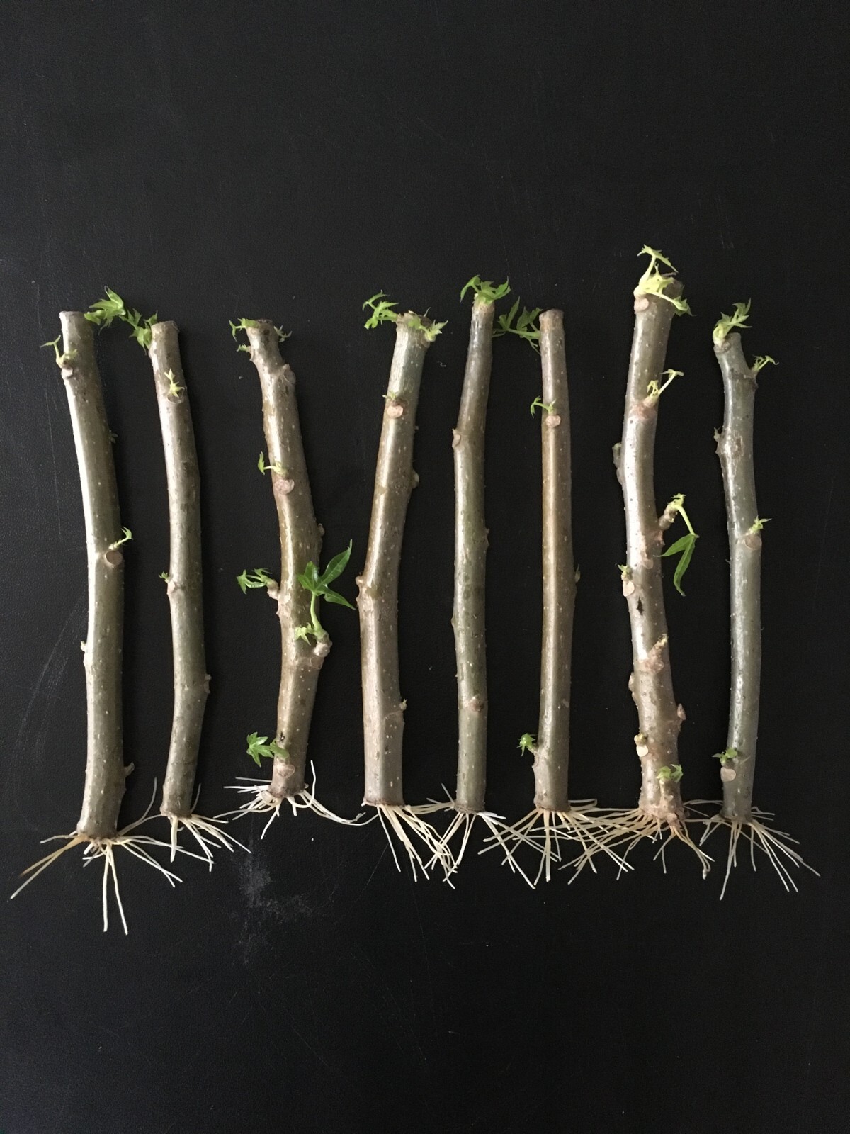 4 Chaya – Tree Spinach Cuttings | Edible Superfood Green | Easy Grow Perennial